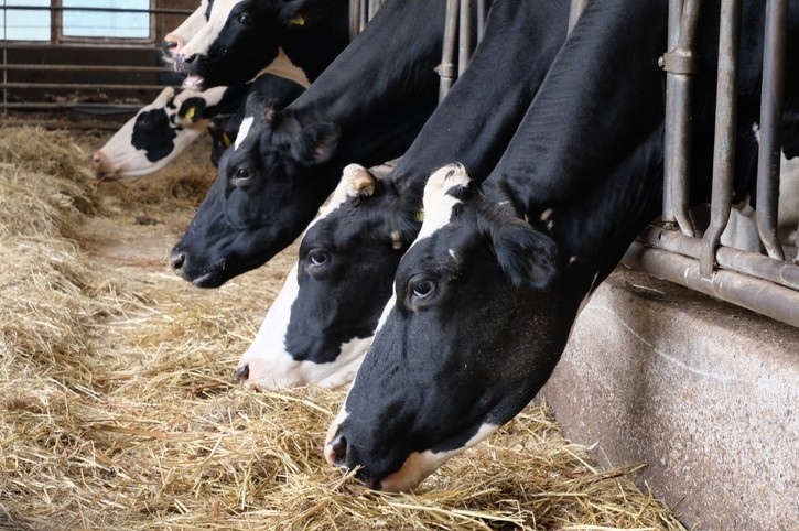 DSM-to-run-pilot-project-with-methane-reducing-feed-additive-at-200-FrieslandCampina-dairy-farms